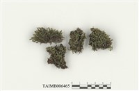 藏品(卷葉鳳尾苔)的圖片